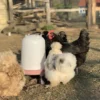 Abreuvoir poule en plastique recyclé Eco 8L avec pieds