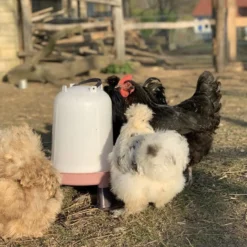 Abreuvoir poule en plastique recyclé Eco 8L avec pieds