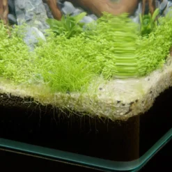 Aquarium poisson Kubus Curve 20L Basic - Aquatlantis