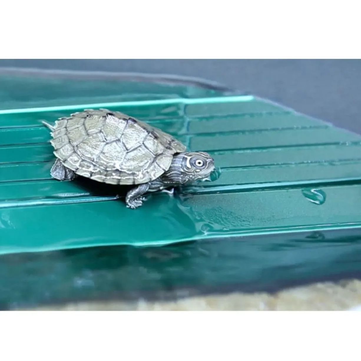 Aquarium tortue Aqua Tortum 100 blanc - Aquatlantis