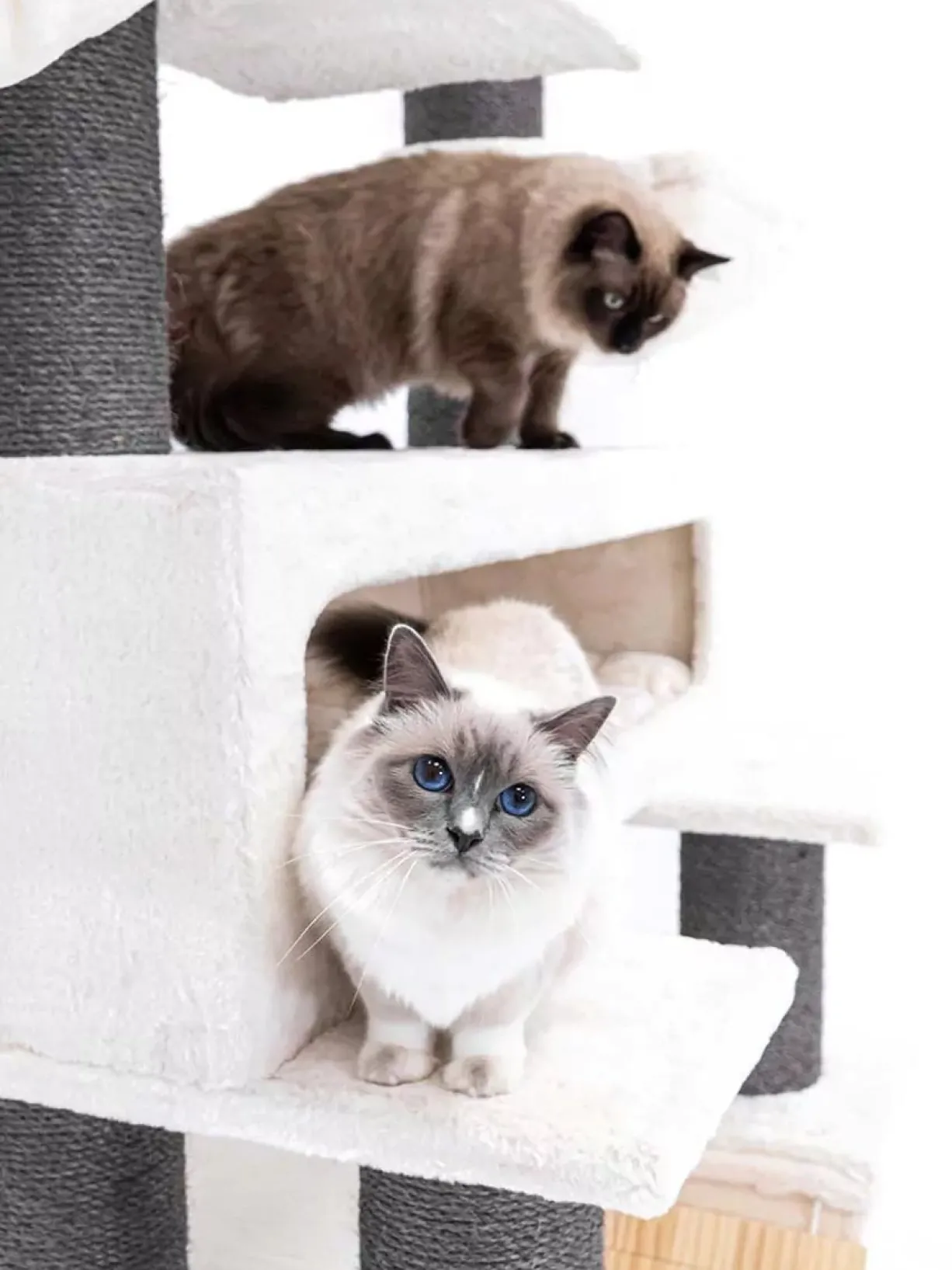 Arbre à chat sisal et fourrure Lookout 198 blanc - PetRebels