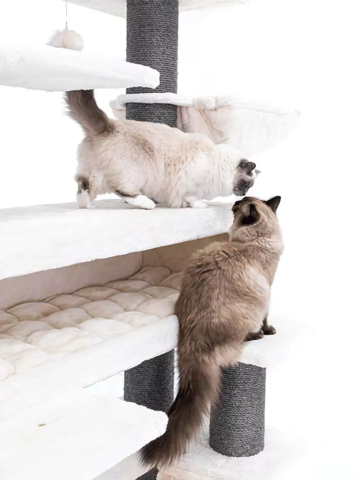 Arbre à chat sisal et fourrure Lookout 198 blanc - PetRebels