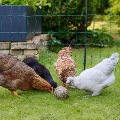 Boule de picorage poule x 6 - Kerbl