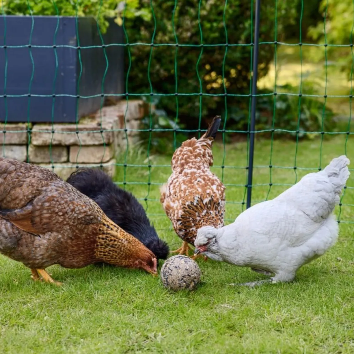 Boule de picorage poule x 6 - Kerbl