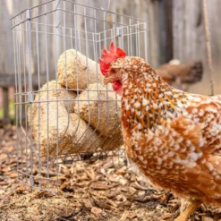 Briquettes de vannure d’épeautre poule x 24 - Kerbl