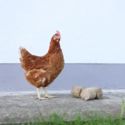 Briquettes de vannure d’épeautre poule x 24 - Kerbl