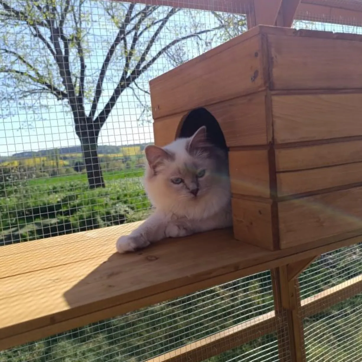 Catio équipé chat 300x143x173,5cm