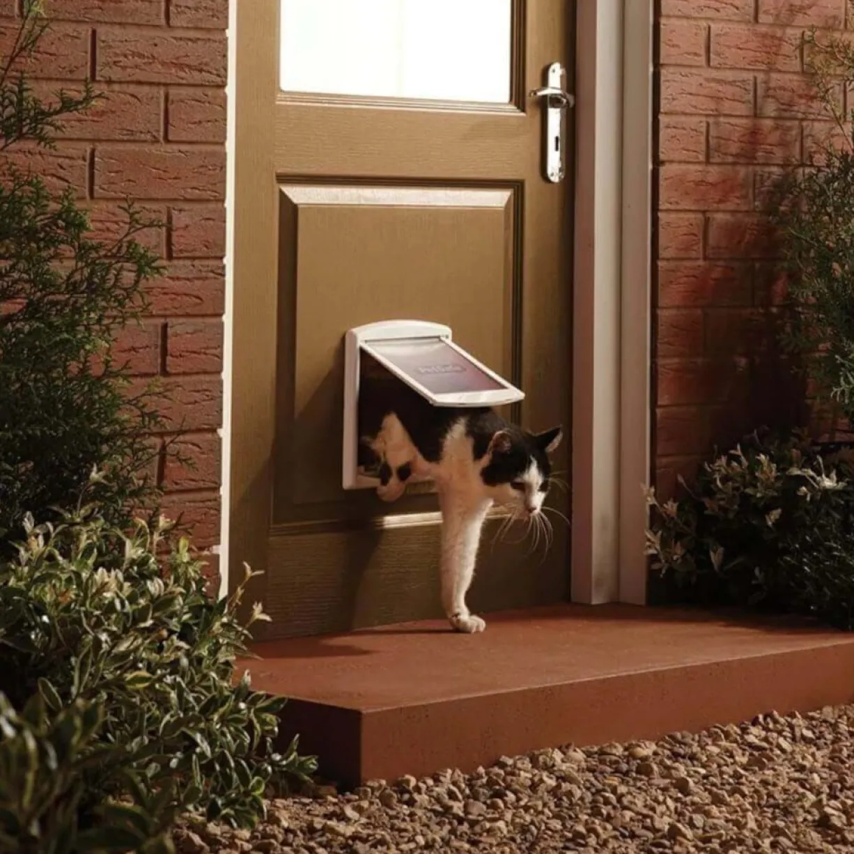 Chatière porte chat petit chien 2 positions Staywell blanche taille S - PetSafe