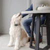 Collier anti-aboiement sonore-rechargeable - PetSafe