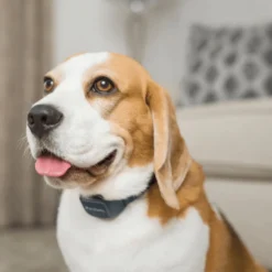 Collier anti-aboiement sonore-rechargeable - PetSafe
