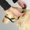 Collier d’éducation chien Maxi Coach 32cm noir - Kerbl