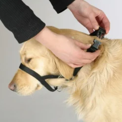 Collier d’éducation chien Maxi Coach 32cm noir - Kerbl