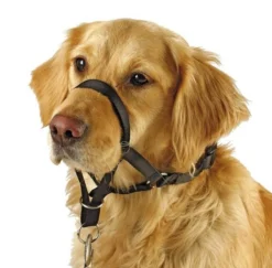 Collier d’éducation chien Maxi Coach 32cm noir - Kerbl