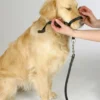 Collier d’éducation chien Maxi Coach 44cm noir - Kerbl