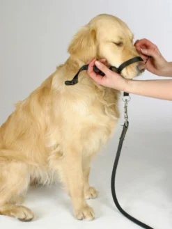 Collier d’éducation chien Maxi Coach 44cm noir - Kerbl