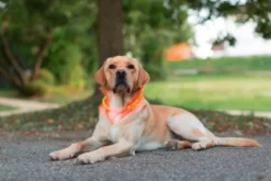 Collier à LED chien Maxi Safe 55cm jaune - Kerbl
