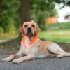 Collier à LED chien Maxi Safe 55cm rouge - Kerbl