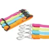 Collier nylon réglable 20mm - Anis