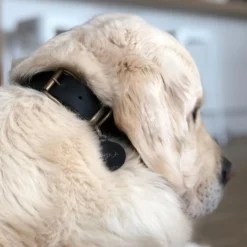 Collier pour chien recyclé en pneu de voiture noir Taille L - Dogbelt