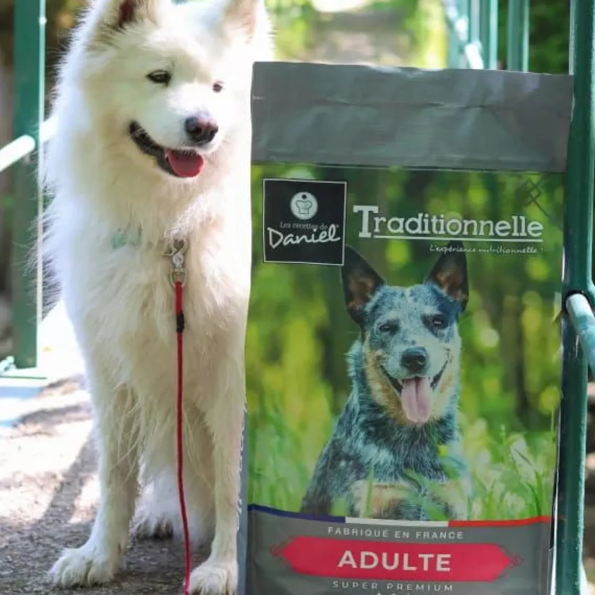 Croquettes chien Traditionnelle Adulte Medium au saumon 14kg - Les recettes de Daniel