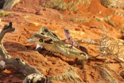 Décor Crane Crocodile - Exo Terra