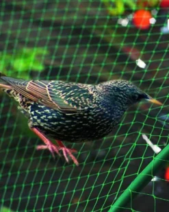 Filet de protection oiseaux pour poule vert Birdnet 5x10m - Nortene