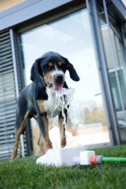 Fontaine à eau chien Bubble - Kerbl