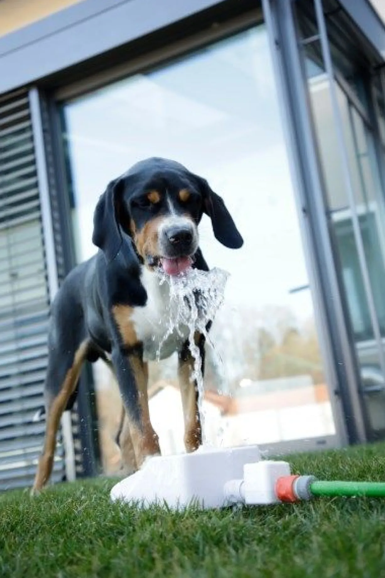 Fontaine à eau chien Bubble - Kerbl