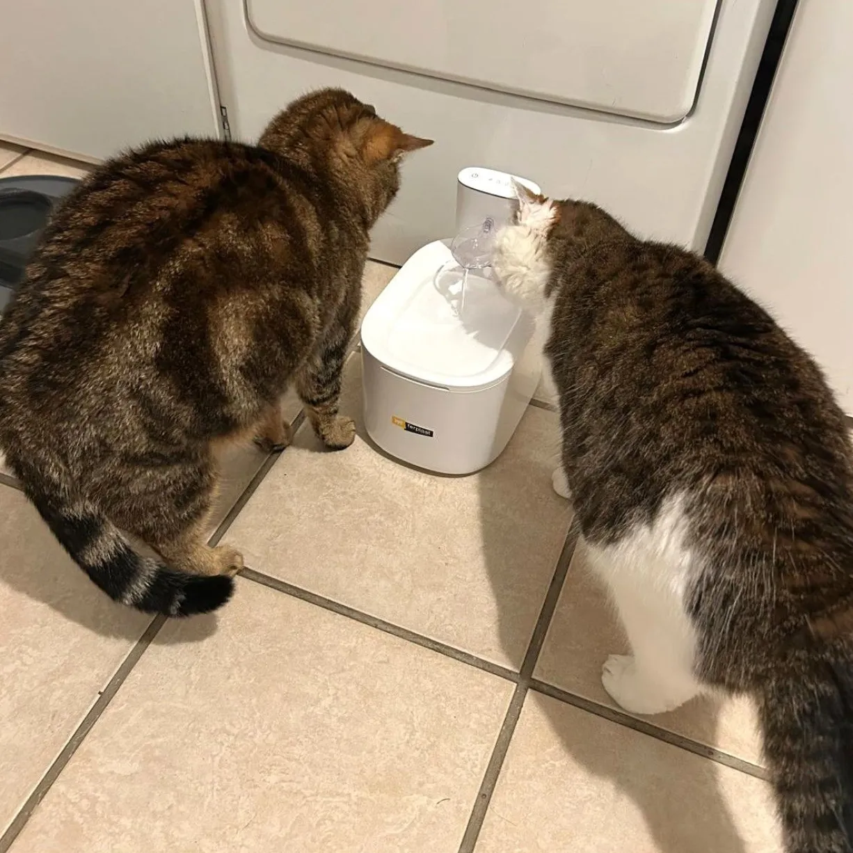 Fontaine à eau pour chat et petit chien sans fil Astra 3,5L - Ferplast