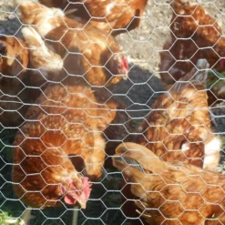 Grillage poule en acier galvanisé à chaud triple torsion 25m x 1,5m épaisseur 0,8 mm - Zen Farm