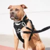 Harnais anti traction chien Hurricane noir taille S - BullyBillows