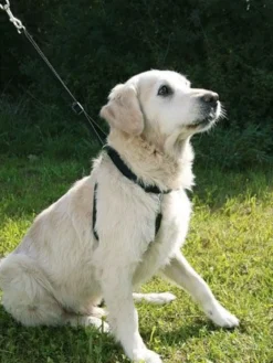Harnais dressage Maxi Leader Gentle Dog noir Taille 3