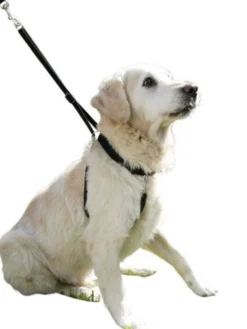 Harnais dressage Maxi Leader Gentle Dog noir Taille 3