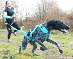 Harnais Pour chien Canicross Phoenix ALM Bleu Taille XL - IDog