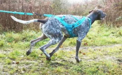 Harnais Pour chien Canicross Phoenix ALM Bleu Taille XL - IDog