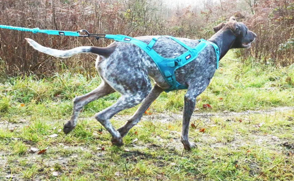 Harnais Pour chien Canicross Phoenix ALM Bleu Taille XL - IDog