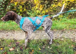Harnais Pour chien Canicross Phoenix ALM Bleu Taille XL - IDog