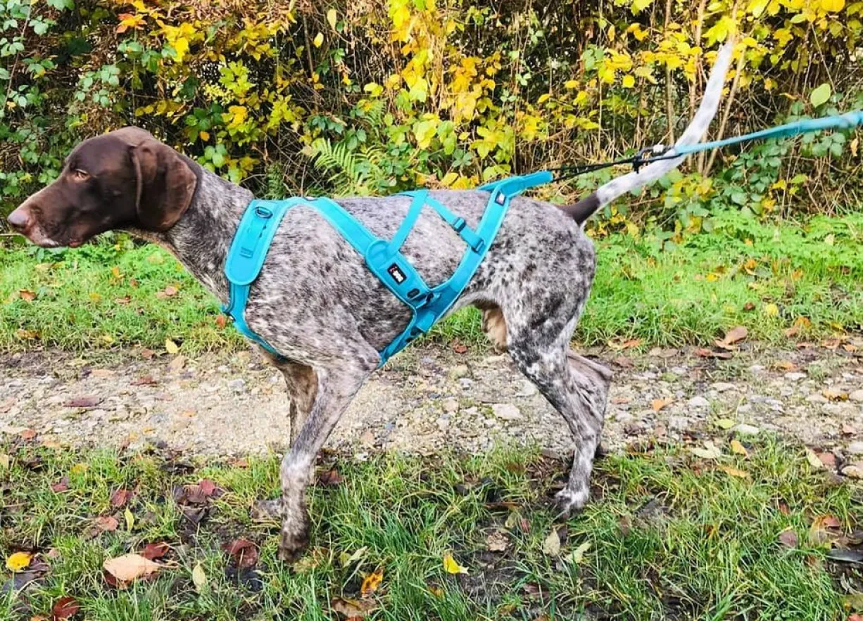 Harnais Pour chien Canicross Phoenix ALM Bleu Taille XL - IDog