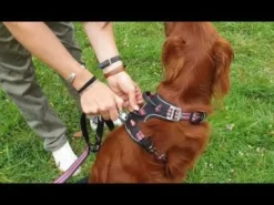 Harnais technique chien Bivouak taille XL rouge - Zolux