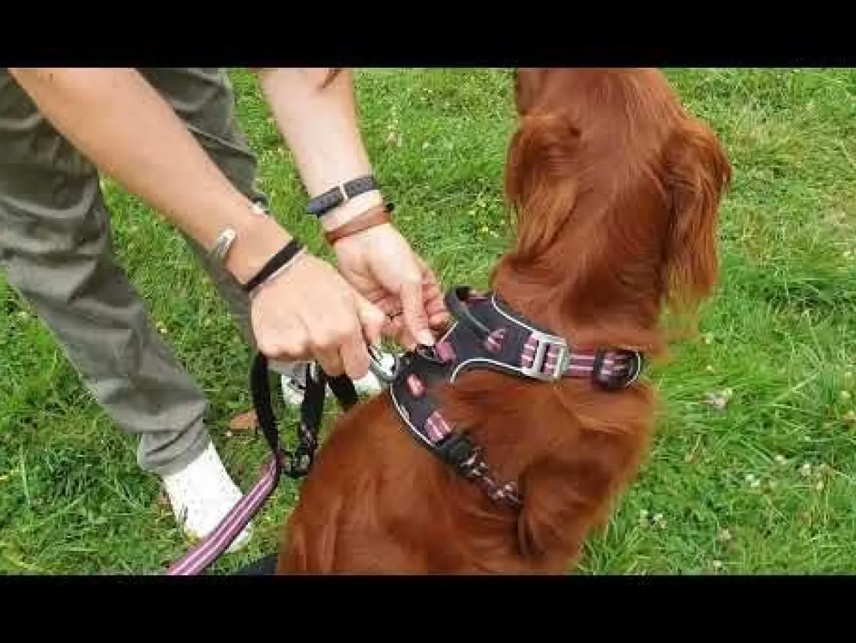 Harnais technique chien Bivouak taille S rouge - Zolux