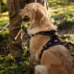 Harnais technique chien Bivouak taille S rouge - Zolux