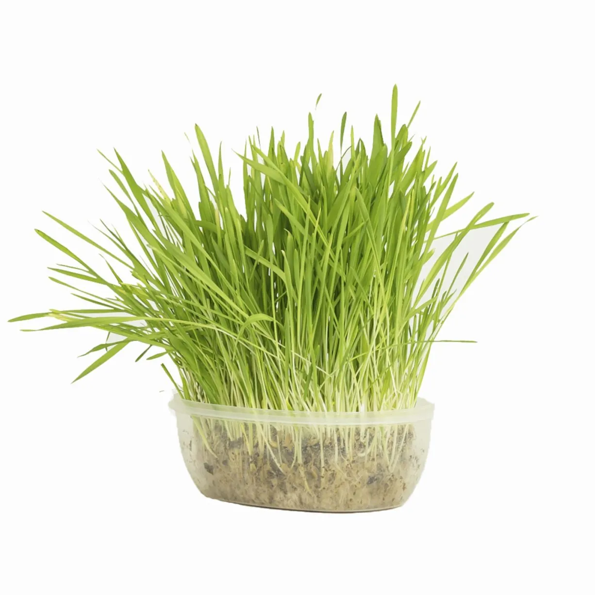 Herbe à chat dépurative 170g - WasaByCat