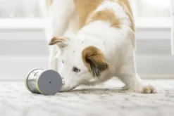 Jouet chien distributeur de friandise KIBBLE CHASE - PetSafe