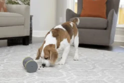 Jouet chien distributeur de friandise KIBBLE CHASE - PetSafe