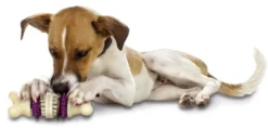 Jouet à macher chien Busy Buddy Bristle Bone M - PetSafe