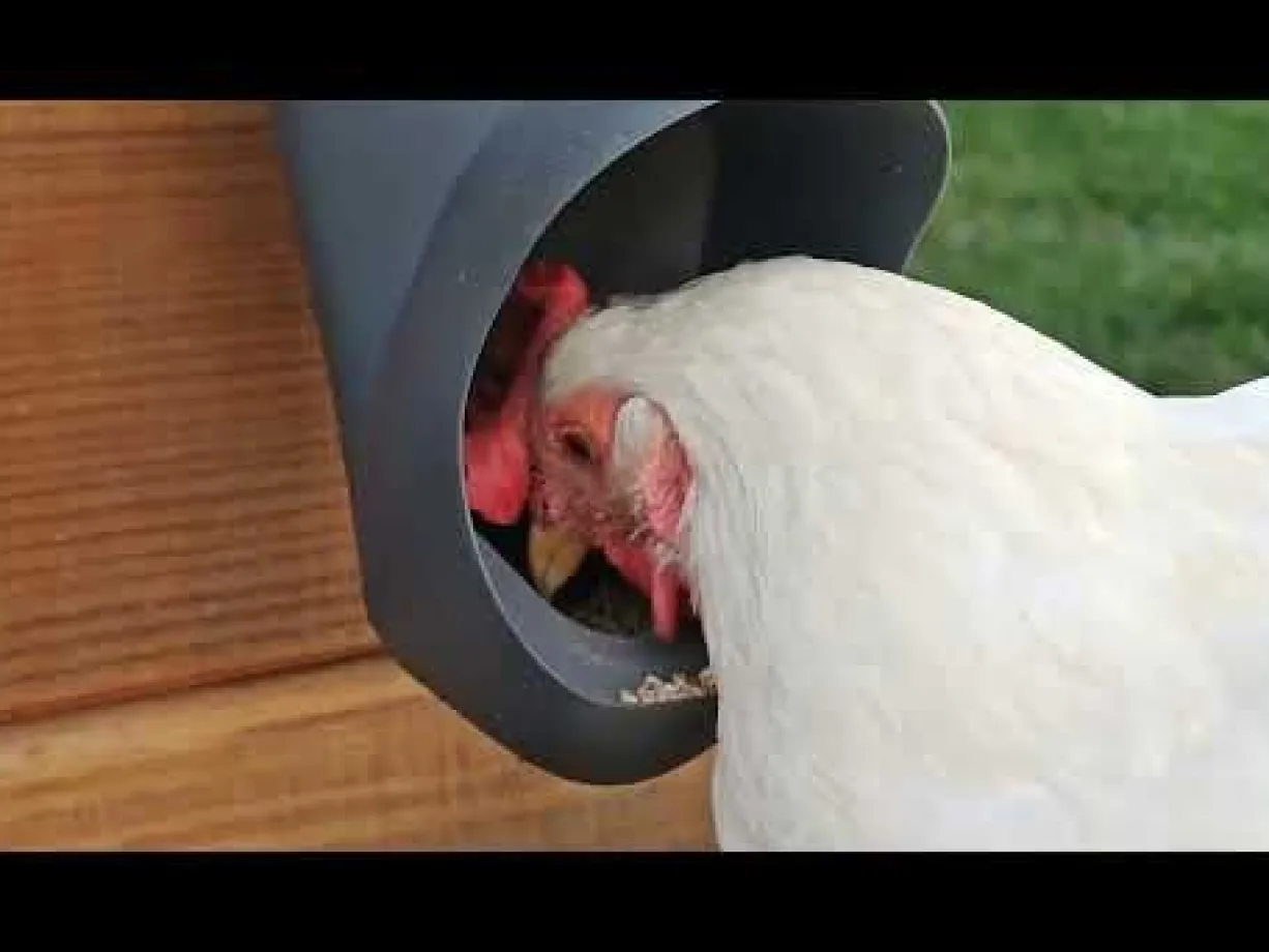 Mangeoire anti gaspillage pour poule 3,5L transparente - Cocobol