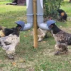 Mangeoire poule en plastique tube opaque gris Altéa 5kg - Evena