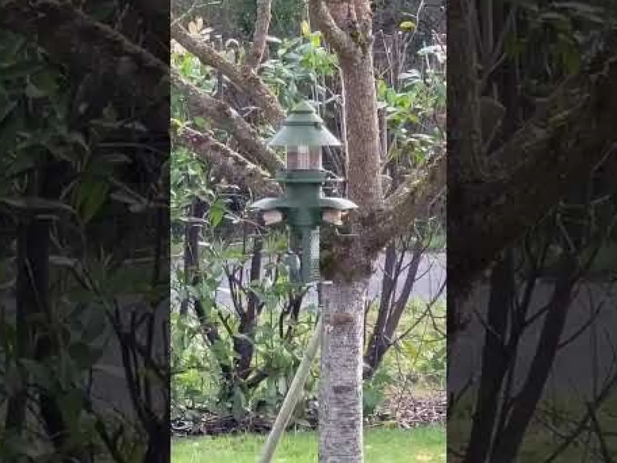 Mangeoire pour oiseaux sauvages modulable Céleste vert olive - Evena