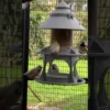 Mangeoire pour oiseaux sauvages modulable Céleste avec module abreuvoir vert olive - Evena