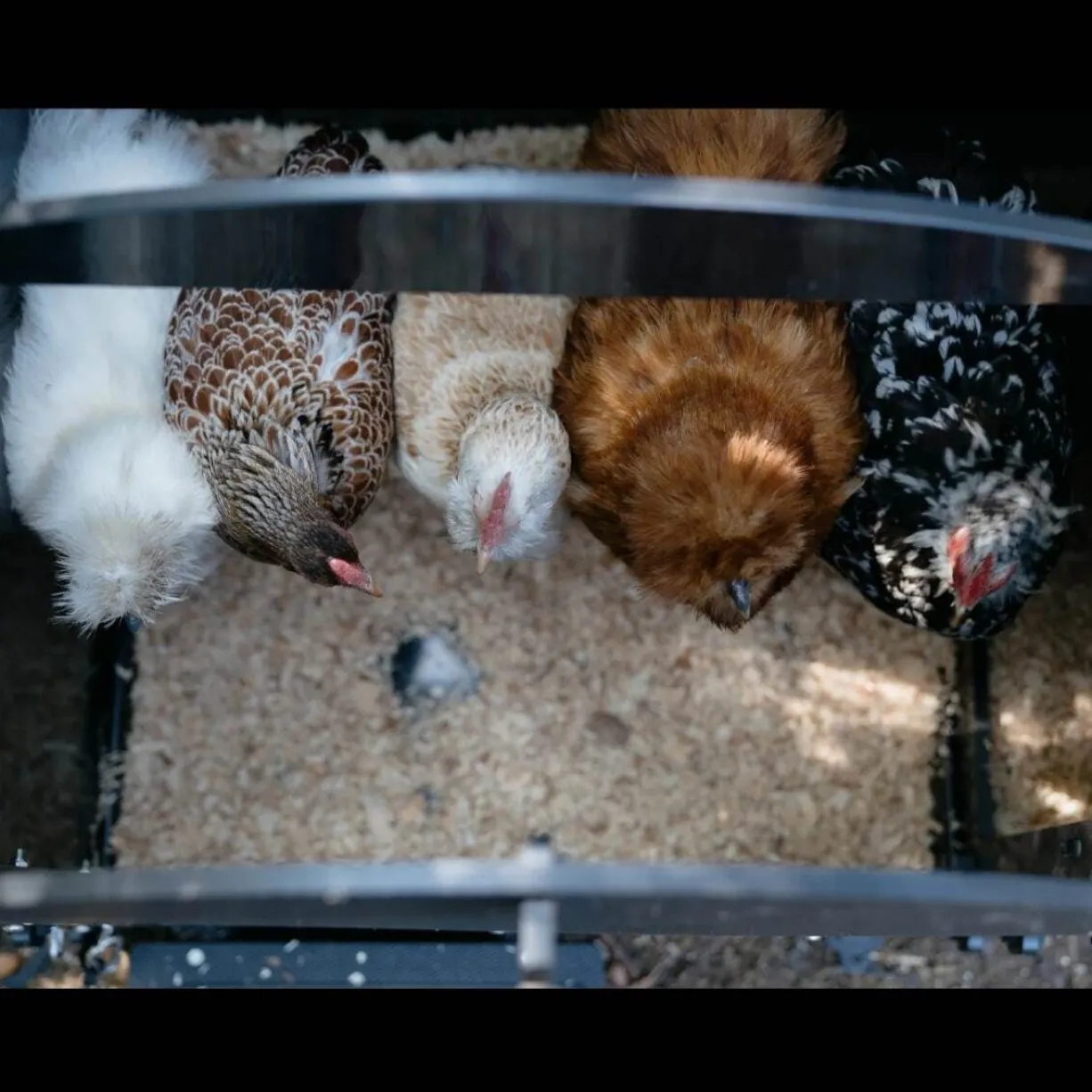 Poulailler Nestera taille S en plastique recyclé 3 à 5 poules sur pieds